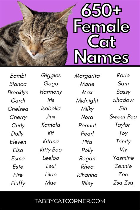 cat names female|female kitten names unique 2020.